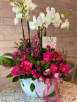 Mariam Phalaenopsis
