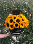 Girasoles locales 24