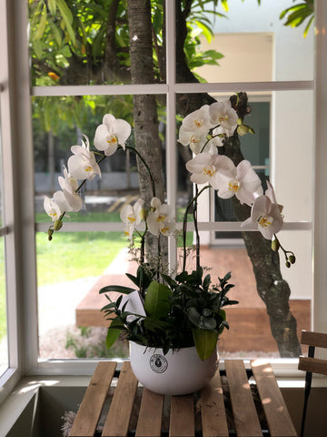 Macetero de Orquideas Phalaenopsis