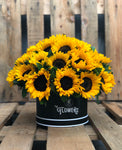 Girasoles locales 24